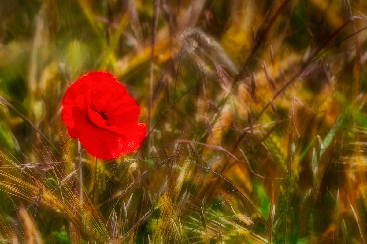 20 Summer poppy